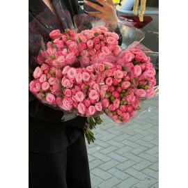 51 Meter Rose