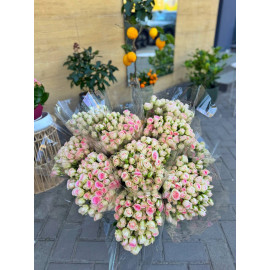 51 Meter Rose