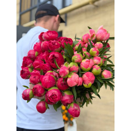 51 Meter Rose