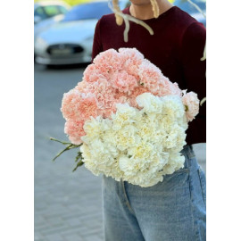 51 Meter Rose