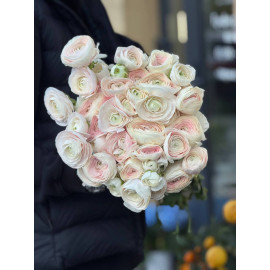 51 Meter Rose
