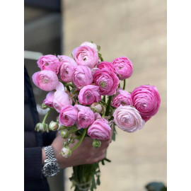 51 Meter Rose