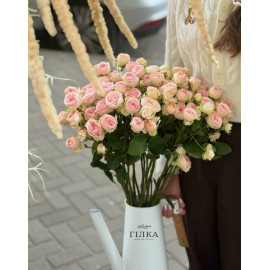 51 Meter Rose