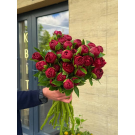 51 Meter Rose